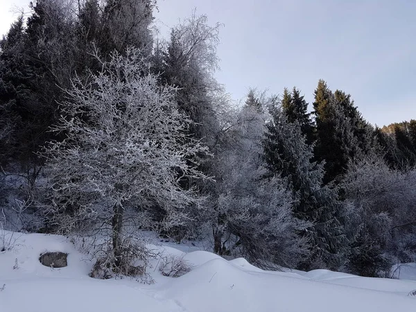 Neve Fresca Nella Foresta Montagna Mattino Inverno — Foto Stock