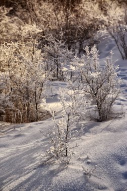 Taze kar kış sabahları dağ ormandaki.