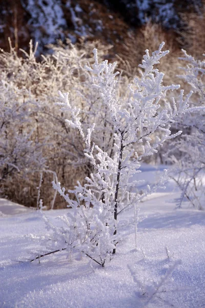 冬の朝の山の森林に新鮮な雪 — ストック写真