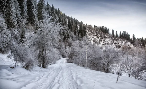 Vinterlandskab Bjergskoven Morgenen - Stock-foto