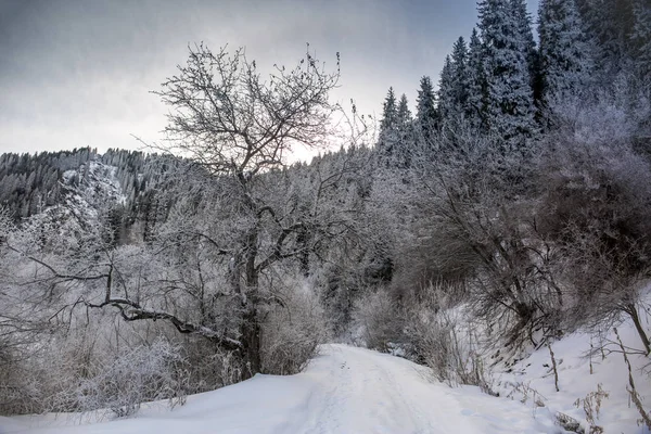 Paysage Hivernal Dans Une Forêt Montagne Par Matin Glacial — Photo