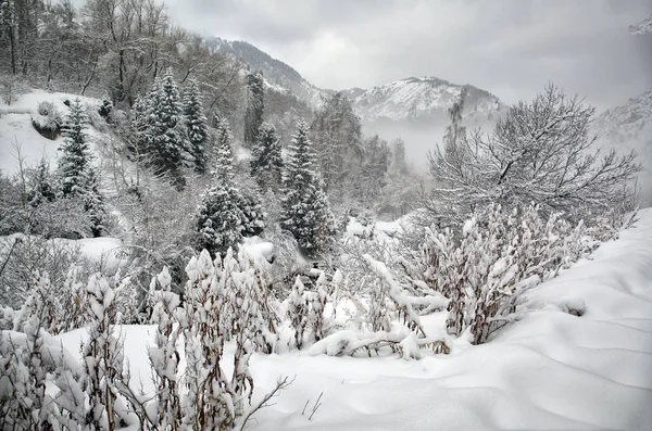 Paysage Hivernal Avec Neige Fraîche Dans Une Forêt Montagne Matin — Photo