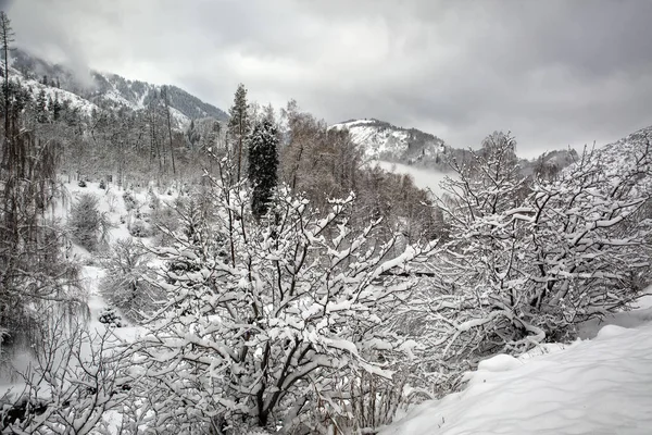 Paysage Hivernal Avec Neige Fraîche Dans Une Forêt Montagne Matin — Photo