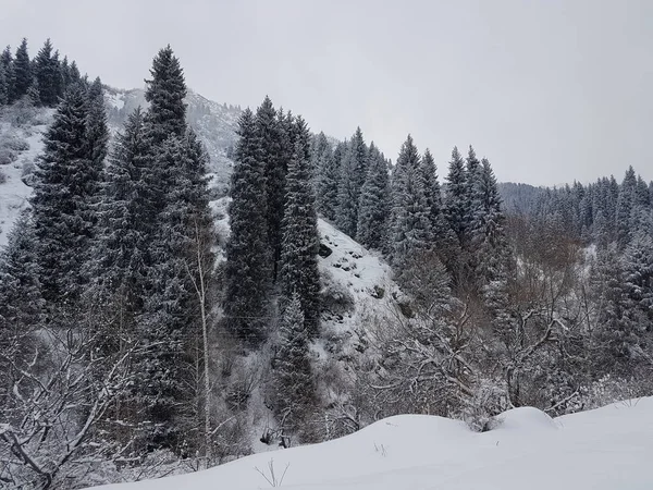 Zimní Krajina Horského Lesa Čerstvým Sněhem — Stock fotografie