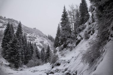 bir dağ orman içinde taze kar kış manzara.