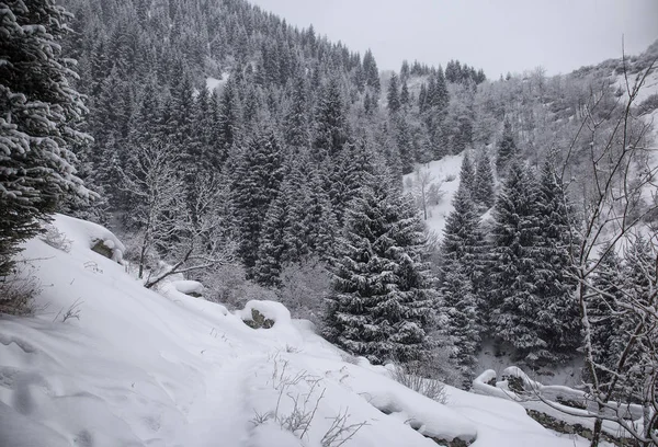 Зимний Пейзаж Свежим Снегом Горном Лесу — стоковое фото