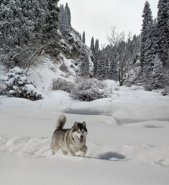 Der Hund Malamut Spaziert Bergwald Auf Weißem Schnee — Stockfoto