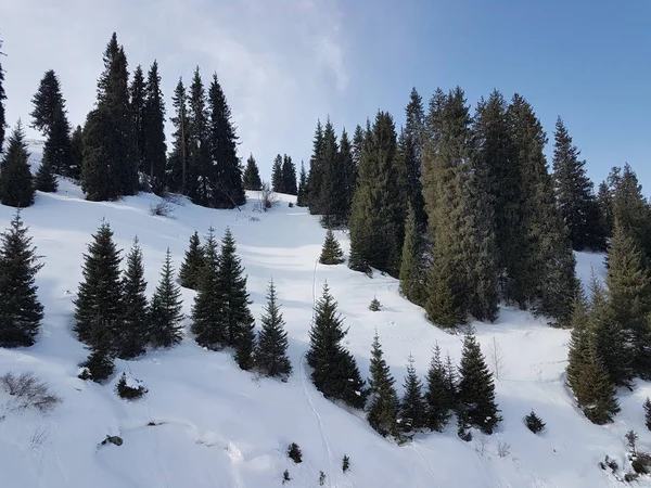 冬天结束时的有雪的山林景观 — 图库照片