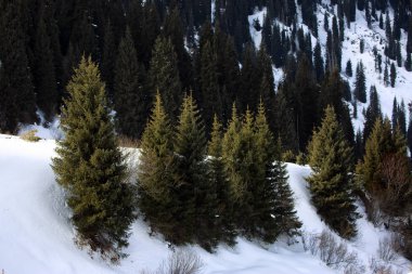 Karda dağlarda Ladin ile kış manzarası.