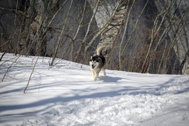 Malamute köpek dağ ormanda beyaz karda yürür..