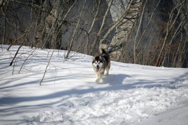 Malamute köpek dağ ormanda beyaz karda yürür..