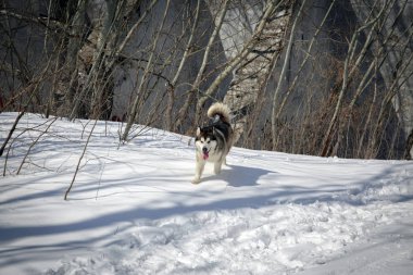 Malamute köpek dağ ormanda beyaz karda yürür..
