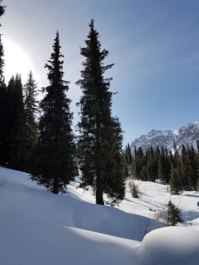 Baharın başlangıcı olarak dağ orman, Trans-Ili Alatau.