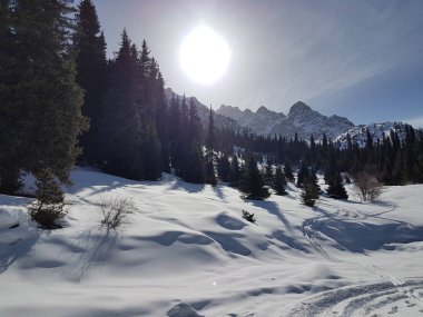 Baharın başlangıcı olarak dağ orman, Trans-Ili Alatau.