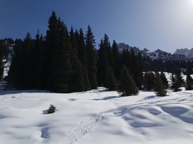 Baharın başlangıcı olarak dağ orman, Trans-Ili Alatau.