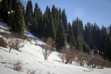 Bahar manzara dağ orman.