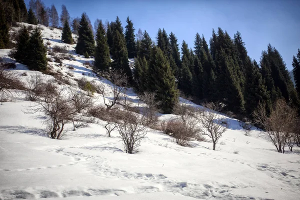 Paysage Printanier Dans Forêt Montagne — Photo