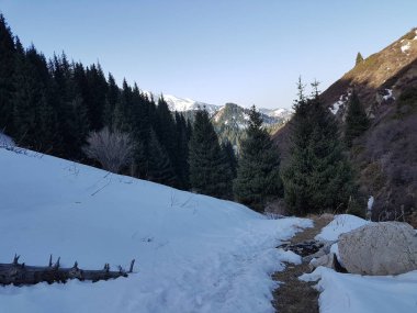 Dağ ormanında bahar manzarası, Zailiyskiy Alatau, Kazakistan Cumhuriyeti.