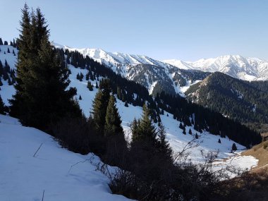 Dağ ormanında bahar manzarası, Zailiyskiy Alatau, Kazakistan Cumhuriyeti.