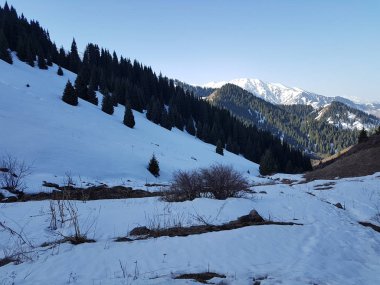Dağ ormanında bahar manzarası, Zailiyskiy Alatau, Kazakistan Cumhuriyeti.