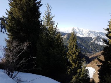 Dağ ormanında bahar manzarası, Zailiyskiy Alatau, Kazakistan Cumhuriyeti.