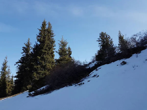 Paysage Printanier Dans Forêt Montagne Zailiyskiy Alatau République Kazakhstan — Photo