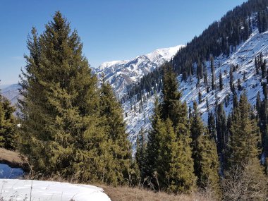 Bahar manzara dağ orman.