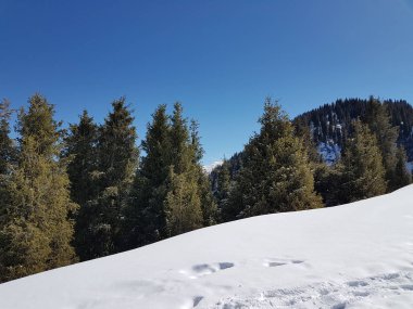 Bahar manzara dağ orman.