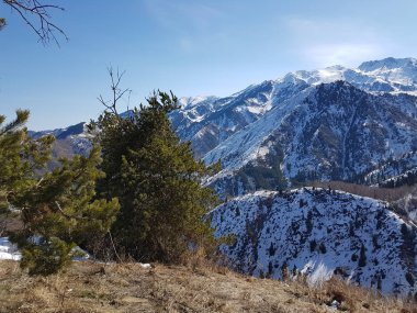 Bahar manzara dağ orman.