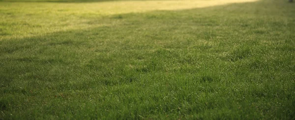 Background Texture Green Grass Meadow Spring Morning — Stock Photo, Image