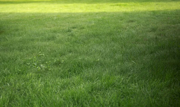 Fondo Textura Hierba Verde Prado Mañana Primavera — Foto de Stock