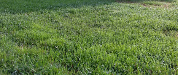 Фон Текстура Зеленой Травы Лугу Весной Утром — стоковое фото