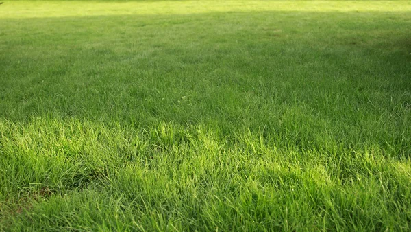 Bahar sabahı bir çayır üzerinde yeşil çim arka plan ve doku.