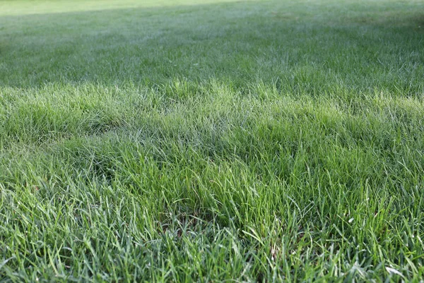 Фон Текстура Зеленой Травы Лугу Весной Утром — стоковое фото