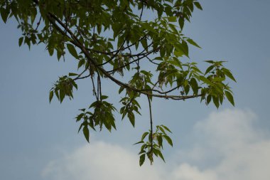 Bahar geçmişi. Genç yeşil yaprakları ile Twig ağacı.