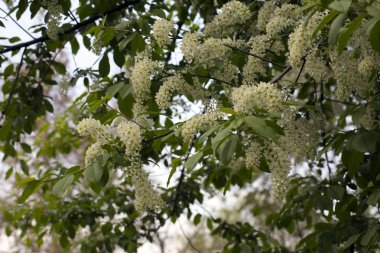 Bahar geçmişi. Yeşil yaprakları arasında kuş kiraz beyaz çiçekler.