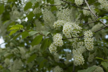 Bahar geçmişi. Yeşil yaprakları arasında kuş kiraz beyaz çiçekler.