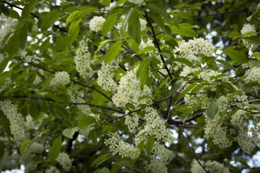 Bahar geçmişi. Yeşil yaprakları arasında kuş kiraz beyaz çiçekler.