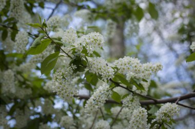 Bahar geçmişi. Yeşil yaprakları arasında kuş kiraz beyaz çiçekler.