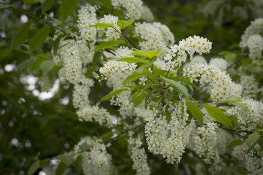 Bahar geçmişi. Yeşil yaprakları arasında kuş kiraz beyaz çiçekler.