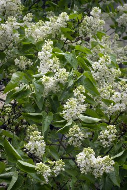 Yağmurdan sonra yeşil yaprakları arasında beyaz çiçekler ile Bahar arka plan.