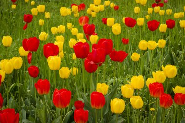 İlkbaharda lalelerin parlak renkleri ile arka plan.