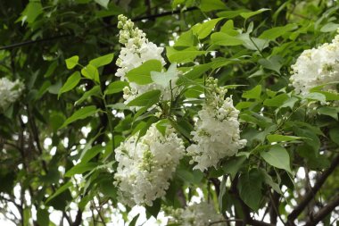 Baharda ağaçların dallarında yeşil yaprakların arasında beyaz çiçekler..