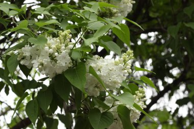 Baharda ağaçların dallarında yeşil yaprakların arasında beyaz çiçekler..