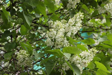 Baharda ağaçların dallarında yeşil yaprakların arasında beyaz çiçekler..