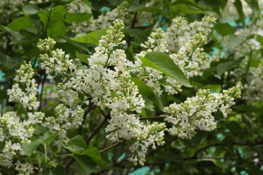 Baharda ağaçların dallarında yeşil yaprakların arasında beyaz çiçekler..