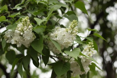 Baharda ağaçların dallarında yeşil yaprakların arasında beyaz çiçekler..