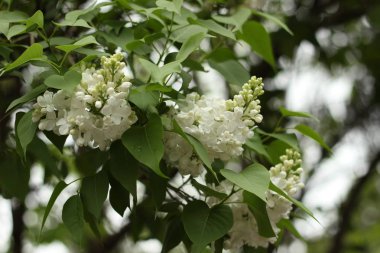 Baharda ağaçların dallarında yeşil yaprakların arasında beyaz çiçekler..
