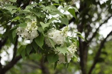 Baharda ağaçların dallarında yeşil yaprakların arasında beyaz çiçekler..