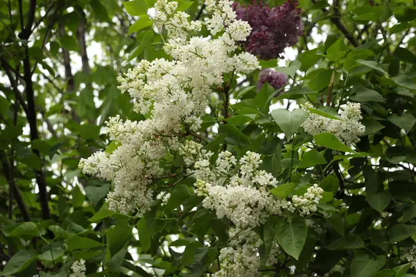 Flores Blancas Entre Hojas Verdes Las Ramas Los Árboles Primavera —  Fotos de Stock